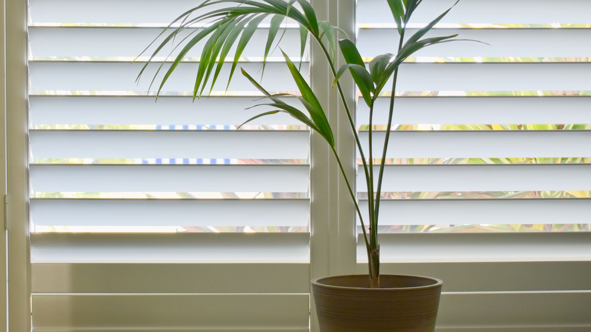 A potted plant sitting in front of a window